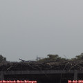 10_55-mast.jpg