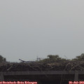 11_00-mast.jpg