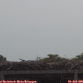 11_05-mast.jpg