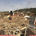 11_10-nest.jpg