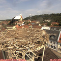 11_25-nest.jpg