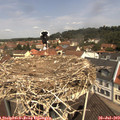 11_30-nest.jpg