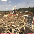 11_35-nest.jpg