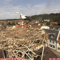 11_40-nest.jpg