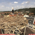 11_45-nest.jpg