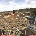 11_50-nest.jpg