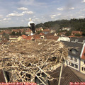 11_55-nest.jpg
