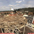 12_00-nest.jpg