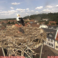 12_10-nest.jpg