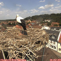 12_45-nest.jpg