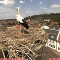 12_50-nest.jpg