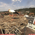 12_55-nest.jpg