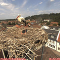 13_00-nest.jpg