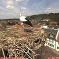 13_05-nest.jpg