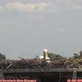 13_15-mast.jpg