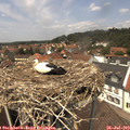 13_15-nest.jpg