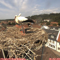 13_20-nest.jpg