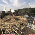 13_25-nest.jpg
