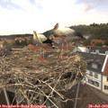 13_30-nest.jpg