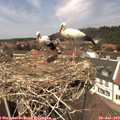 13_35-nest.jpg