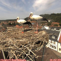 13_40-nest.jpg