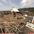 13_45-nest.jpg