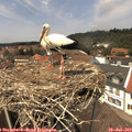 13_50-nest.jpg
