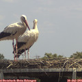 13_55-mast.jpg