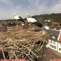 14_00-nest.jpg