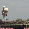 14_05-mast.jpg