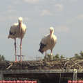 14_10-mast.jpg