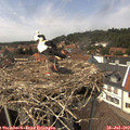 14_15-nest.jpg