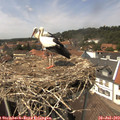 14_20-nest.jpg
