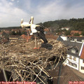 14_30-nest.jpg