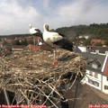 14_35-nest.jpg