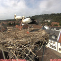 14_40-nest.jpg