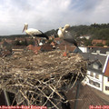 14_50-nest.jpg