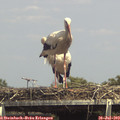 14_55-mast.jpg