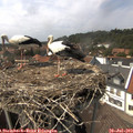 14_55-nest.jpg