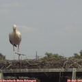 15_15-mast.jpg