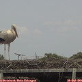 15_20-mast.jpg
