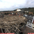 15_20-nest.jpg