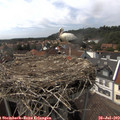 15_30-nest.jpg