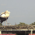 15_45-mast.jpg