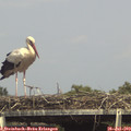 15_50-mast.jpg