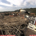 15_50-nest.jpg