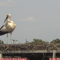 15_55-mast.jpg