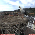 16_00-nest.jpg