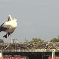 16_05-mast.jpg