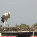 16_10-mast.jpg